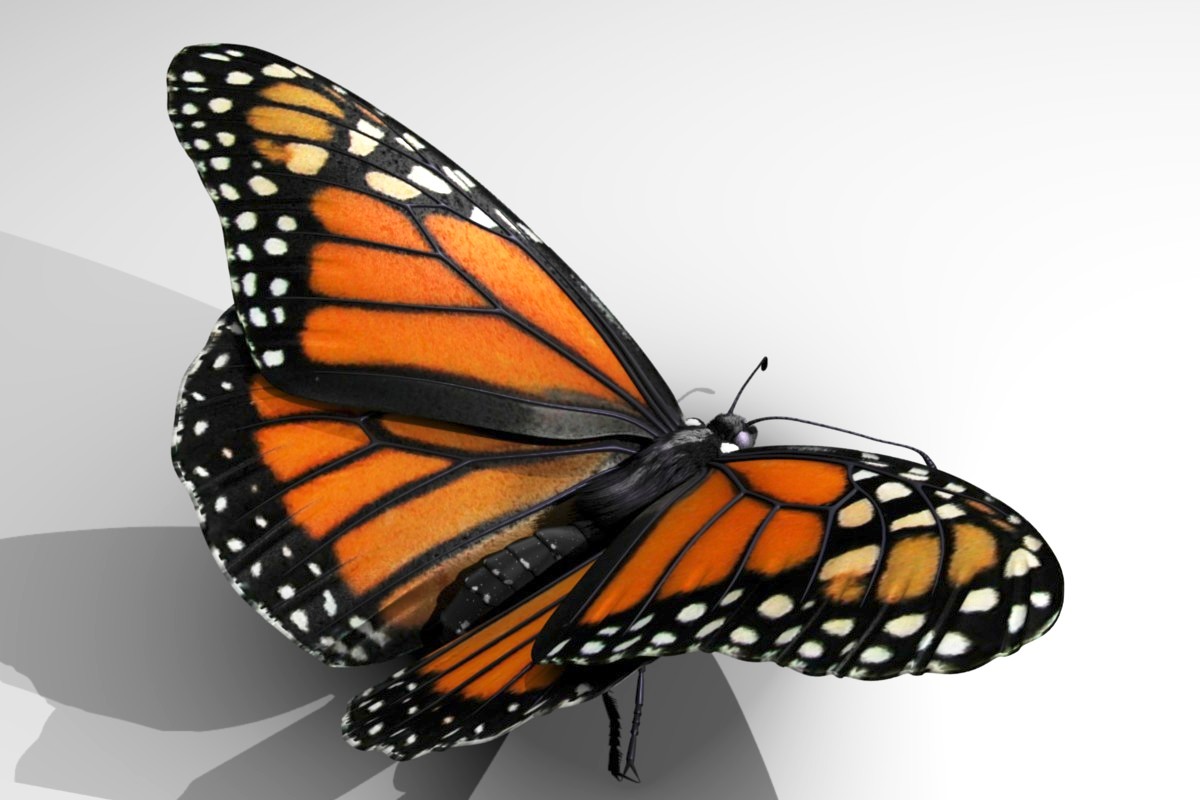 3D Butterfly monarch | 3D model